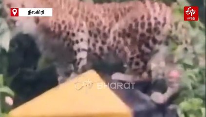 நீலகிரியில் 'கேசுவலாக' சாலையை கடந்து சென்ற சிறுத்தை... பொதுமக்கள் பீதி!