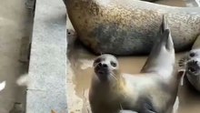 cat meets seals – cutest chaos ever 😂