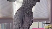crazy parrot chats with Alexa 😂