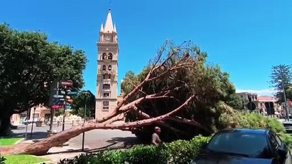 Pino crollato a Piazza Duomo, parla l'agronomo Tignino