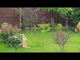 Cat Plays With Flowers in Garden