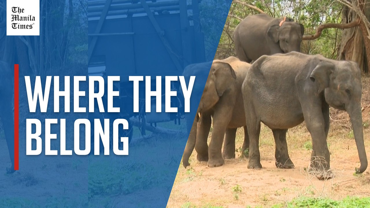 Sri Lanka returns orphaned elephants to the jungle