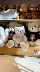 find the difference maltese dog vs plush teddy bears 🐶🧸 adorable clip!