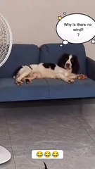 at unplugs the fan dog’s reaction is priceless! 😂
