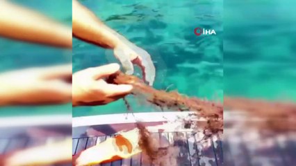 Alanya'da ağa takılan yengeçler kurtarıldı