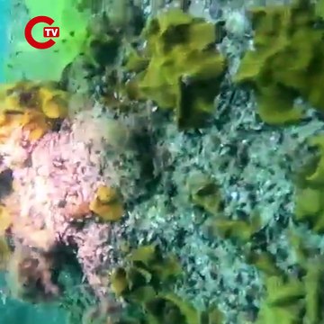 Ordu’da sıcak dakikalar: Denizde mayın bulundu, ekipler bölgeye gidiyor!