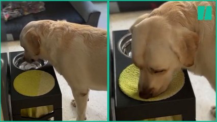 Un Golden Retriever enseña en redes que los modales nunca deben perderse y levanta pasiones