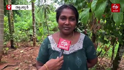 മട്ടുപ്പാവ് കൃഷിയിലെ വിജയഗാഥ; ഹരിത വിപ്ലവം തീർക്കാനൊരുങ്ങി ചാലക്കുടി നഗരസഭ