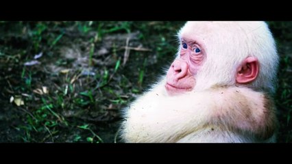 La extraordinaria historia de Jordi Sabater Pi - Teaser español