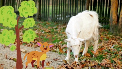 Mama Goat and Kid Fun Farm Facts Tale