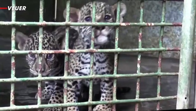 New Mating Research Reveals Unusual Male Animals Become the Choice for Female Animals