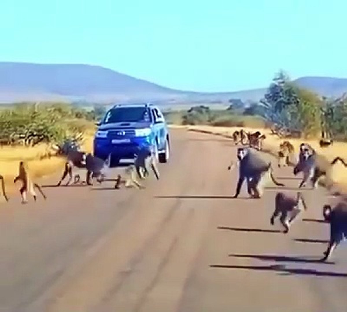 Animals | Wild Animal