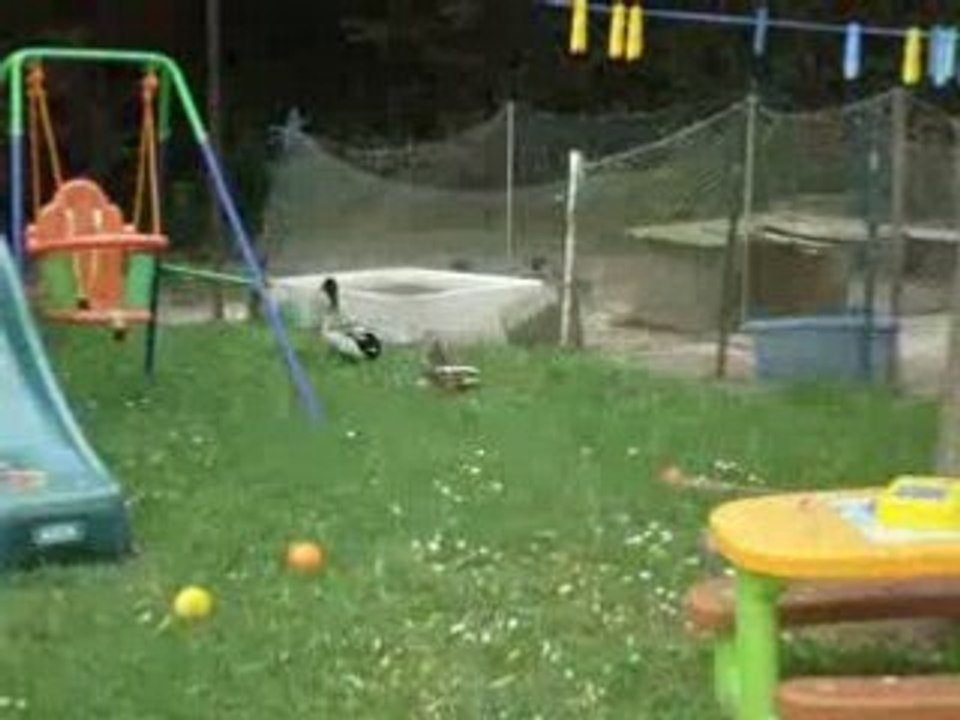 les canards a la piscine