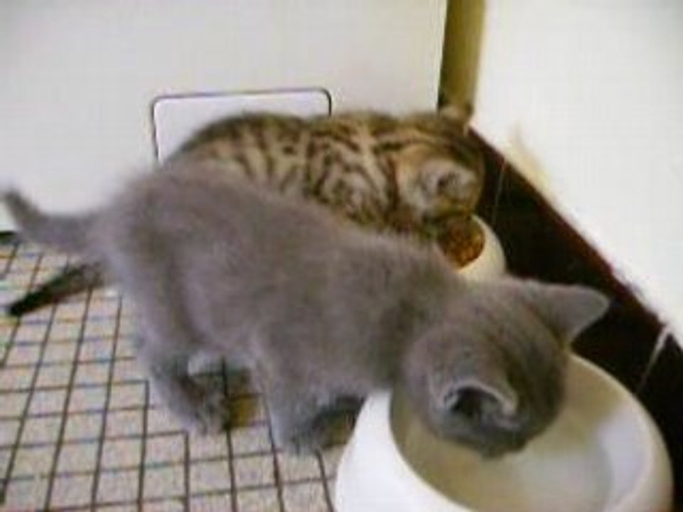 les petits chats8