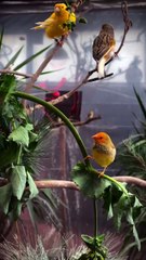 Enjoy like and share _paradiseparkaviary _aviarybirds _aviary _birds _finches _canaries _birdlovers _paradise _birdsparadise _reels