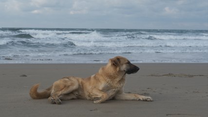 Is Wales the doggy staycation capital?