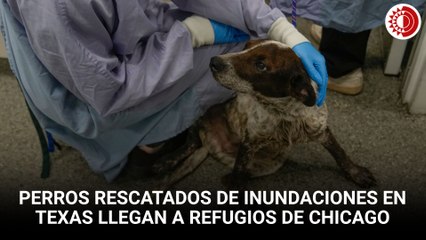 Cachorros rescatados de las inundaciones de Texas llegan a refugio de Chicago