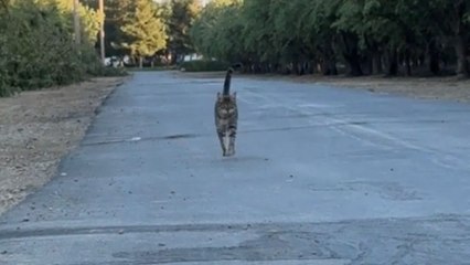 Cat takes a relaxing evening walk and looks completely content