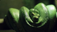"Observe o movimento hipnotizante das cobras"