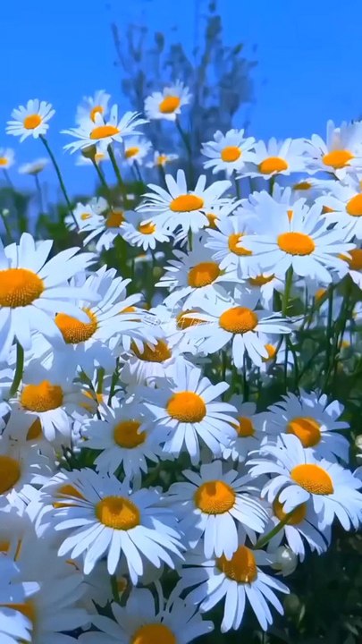 Top 10 national flowers from different countries