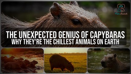 Capybaras: The Chillest Animals on Earth? (Unexpected Genius)
