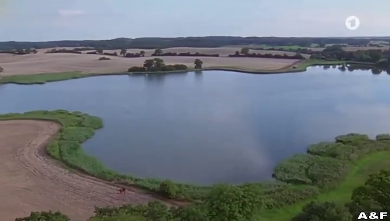 Utta Danella -03- Der blaue Vogel (2)