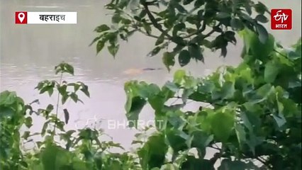 बहराइच में मवेशी चराने गई महिला को मगरमच्छ ने बनाया निवाला, नदी में जाल डालकर लोगों ने शव को छुड़ाया