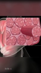 Muscle Hypertrophy Explained (What Makes Muscle Grow)