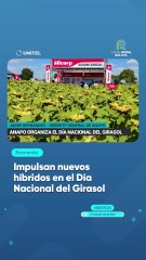 Impulsan nuevos híbridos en el Día nacional del Girasol