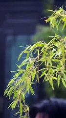 The Lie That Lasted Seven Years Chinese Drama