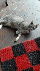 Whose cat is this? Not mine but... he decided to move in and he will make you smile for sure :) #cats #adorable #funnycats