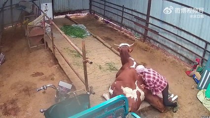 Cette maman vache est la pire des mères...