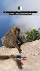 Touriste Choqué par la PLUS BELLE VUE de Kabylie 😱🇩🇿 (Algérie)