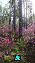 Discover their strength and grace up close.  #FavoriteAnimal