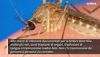 La febbre West Nile, sintomi gravi nell'1% dei casi. Attenzione alle punture di zanzare