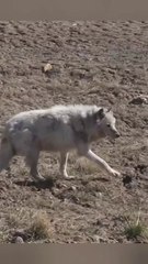 The Reindeer & Muskoxen killer with 70kph speed - ARCTIC WOLF