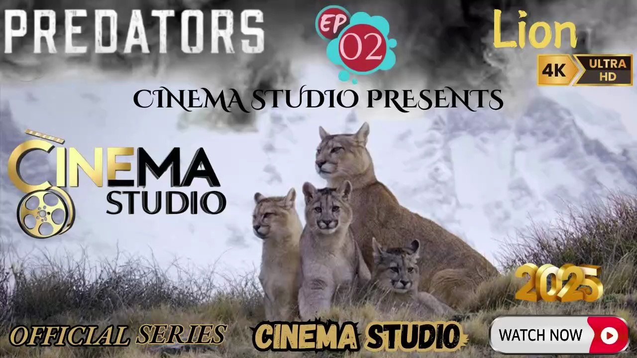 PREDATORS - Season 1 | Episode 2 - LION | King of the Savannah! | Hindi Dubbed Documentary | Exclusive on Cinema Studio! | #cinemastudio #Predators #Lion #WildlifeDocumentary #HindiDubbed #CinemaStudio #KingOfJungle #AnimalFacts #Savannah #NatureDocument