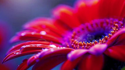 Musique Relaxante Au Piano Pour Repos & Détente 4K Mélodie Florale Apaisante