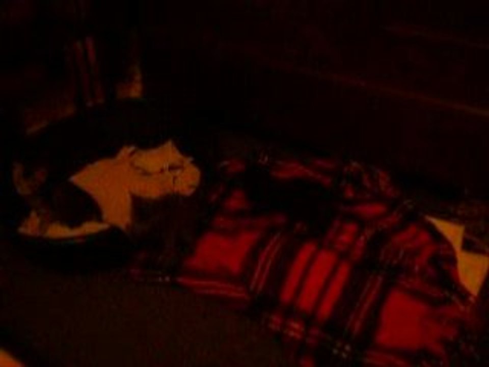 les petits chats9