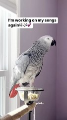 this parrot tries to sing hahahaha 😂
