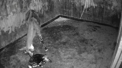 Okapi is born at Chester Zoo