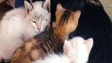 Una perra escucha un llanto y salva a tres gatitos abandonados