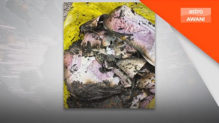 Sanggup bakar wang tunai hampir RM1 juta akibat serbuan SPRM