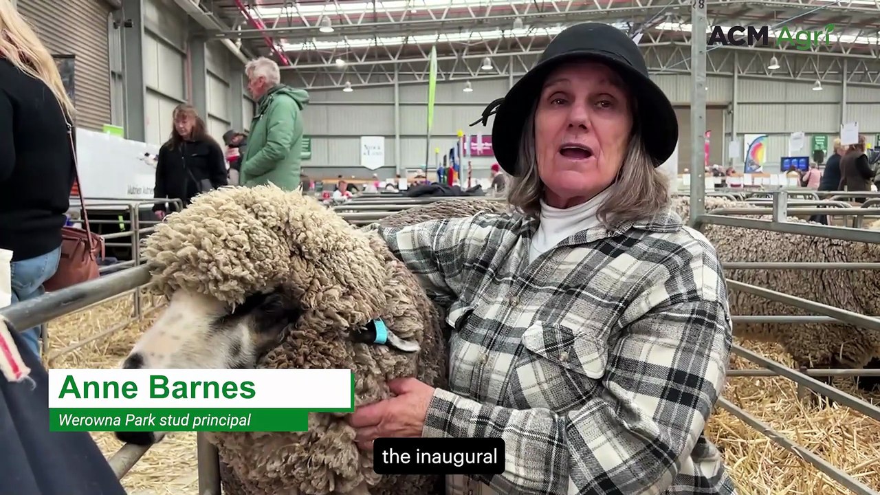 Decorated Black and Coloured ewe claims more ribbons at ASWS