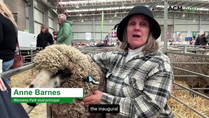 Decorated Black and Coloured ewe claims more ribbons at ASWS