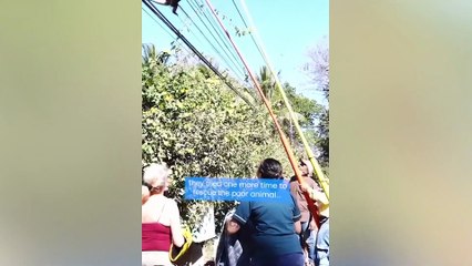 Les Animaux Qui Ont Demandé De L Aide Et De La Gentillesse!