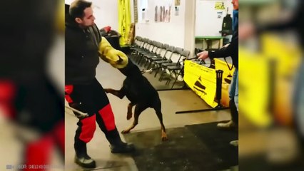 Les Chiens Les Plus Dangereux Au Monde!