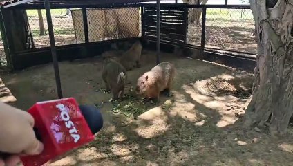 ¿Hay capibaras en Tabasco? Este es el lugar donde puedes verlos