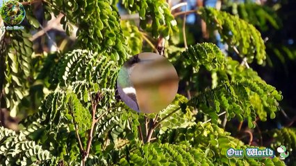 Butterfly Coquette: A Vibrant Hummingbird 🦋