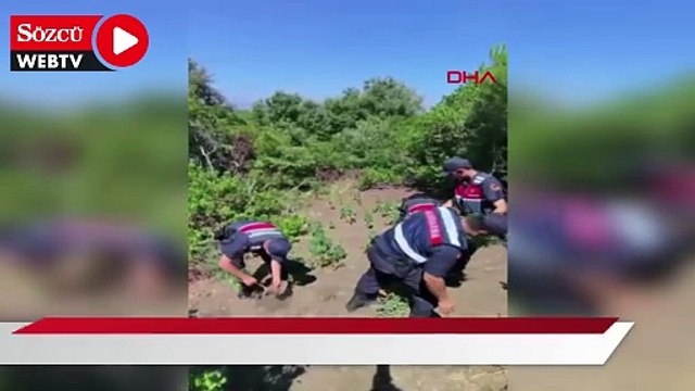 Yalova'da yasadışı kenevir ekimi yapan 1 şüpheli tutuklandı